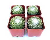 Potted Succulent Plant - 2 inch Potted Sempervivum Arachnoideum Cebenece