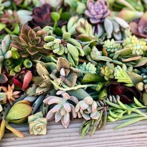 50 Live Succulent plant cuttings - seasonal succulent plant clippings - natural succulent plants