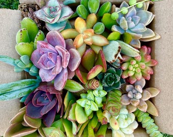 20 Live Succulent Clippings Easy To Grow Garden Stater For Beginners
