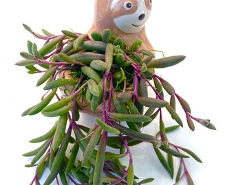 Sloth Succulent plant arrangement | Ceramic live  succulent planter | Floral arrangement gift | Housewarming present | Sympathy colorful