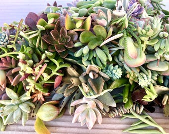 20 Fresh Succulent Cuttings – Seasonal Clippings from Vibrant Succulent Plants – Perfect for DIY Projects, Gardening, and Easy Home Décor
