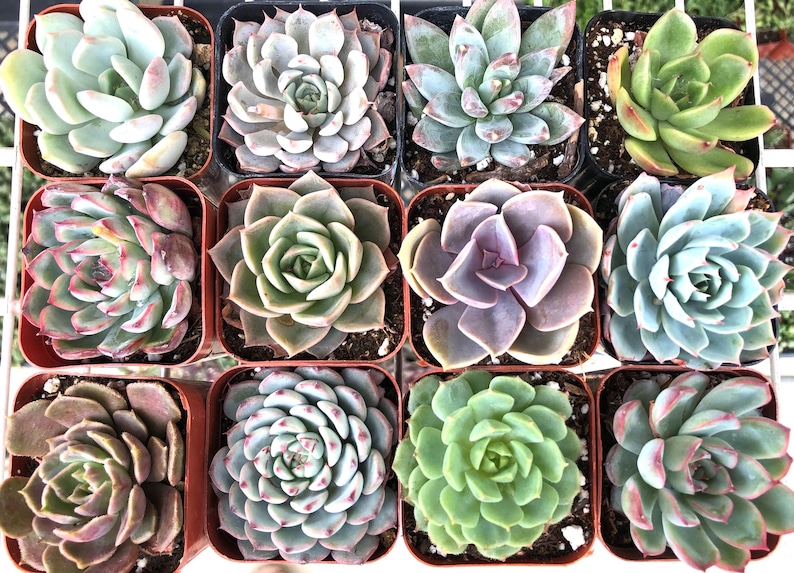 TheArtesianAlley Succulent Plants