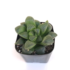 May include: A small, green succulent plant in a square black plastic pot. The plant has thick, translucent leaves with dark green veining. The pot contains soil and small white pebbles, set against a white background.