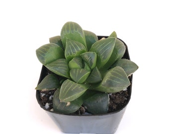 Small Rare Unique Live Succulent in Pot - Potted Succulent Plant - 2 inch Haworthia Mutica