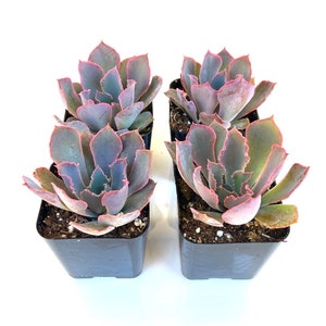 Rare Unique Bright Potted Succulent Plant - 2 inch Potted Echeveria Neon Breaker