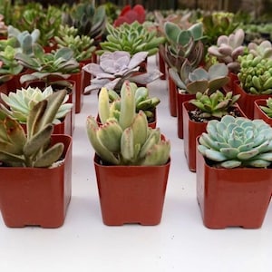 Puede incluir: Una colecci&oacute;n de peque&ntilde;as plantas suculentas en macetas de terracota. Las plantas est&aacute;n dispuestas en filas sobre una superficie blanca.