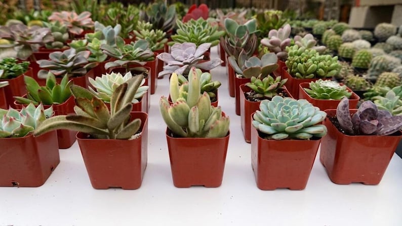 Puede incluir: Una colecci&oacute;n de peque&ntilde;as plantas suculentas en macetas de terracota. Las plantas est&aacute;n dispuestas en filas sobre una superficie blanca.