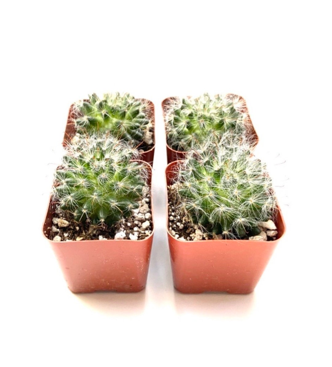 Potted Cactus Plant Mammillaria Bocasana Powder Puff Cactus 2 Inch