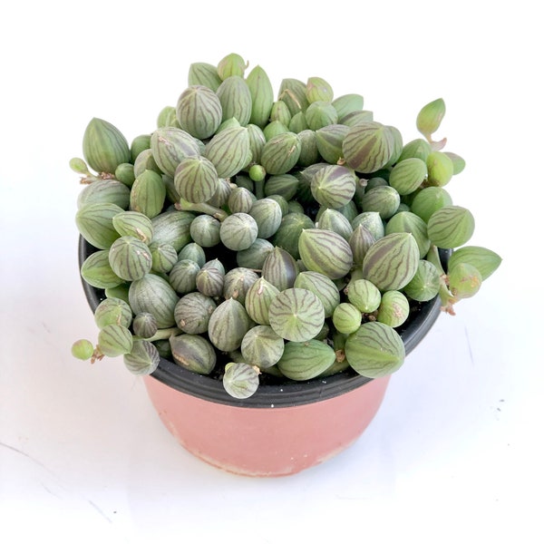 Potted Succulent Plant - 4 inch  Potted String of Watermelons