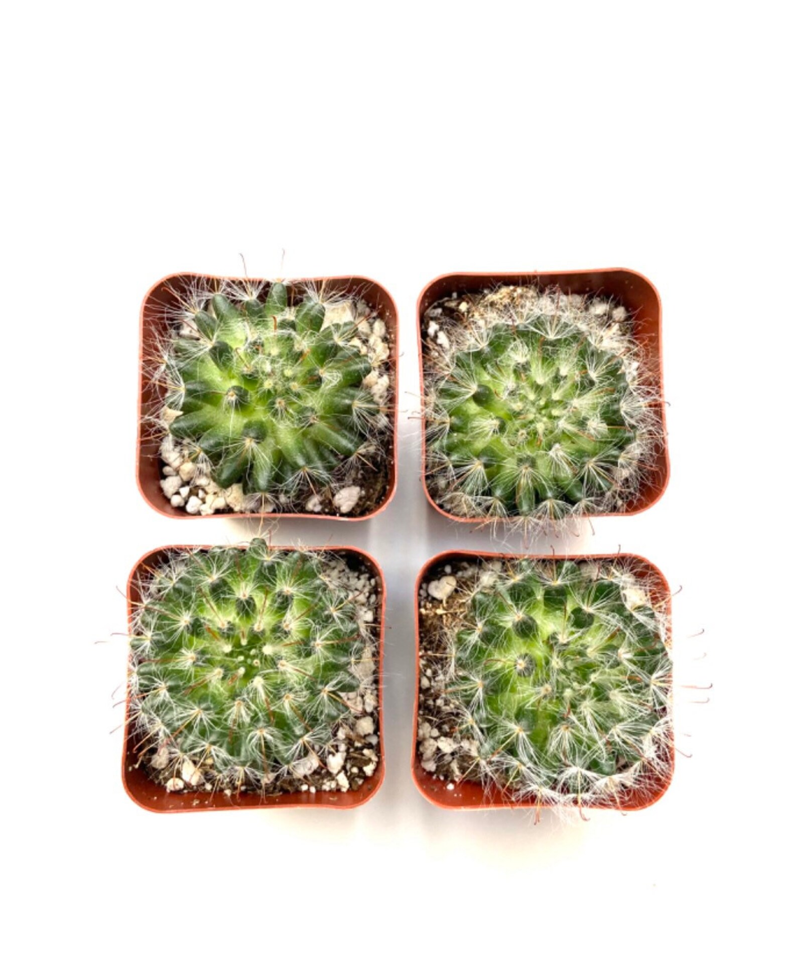 Potted Cactus Plant Mammillaria Bocasana Powder Puff Etsy
