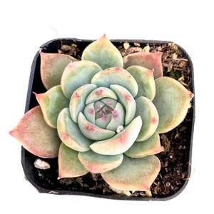 Rare Unique Pastel Hardy Potted Succulent Plant - 2 inch Potted Echeveria Colorata