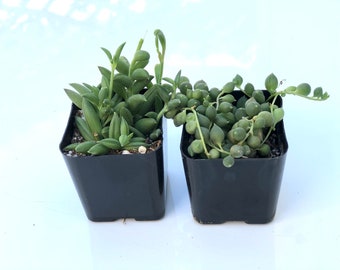 Potted Duo String of Bananas & tears 2 Inch