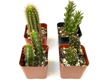 Rare Unique Flowering Live Two inch 4 Pack Cactus collection