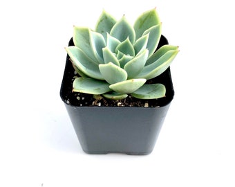 Unique Rare  Flower Pastel Potted Succulent Plant - 2 inch Echeveria Blue Atoll