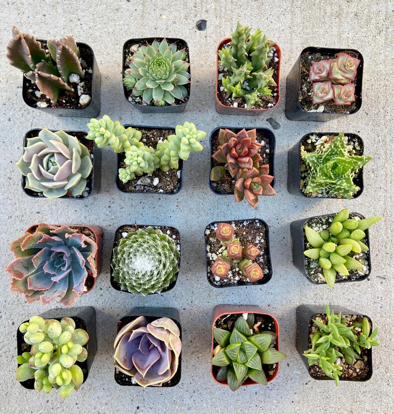 Puede incluir: Surtido de 16 peque&ntilde;as plantas suculentas en macetas de pl&aacute;stico negro. Las suculentas son de diversas formas, tama&ntilde;os y colores, incluyendo verde, marr&oacute;n, rojo y morado.