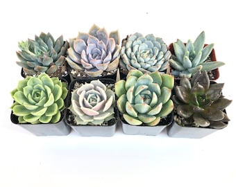 8 Echeveria Collection - Wedding Favor Collection - 2 inch Rosettes Succulents