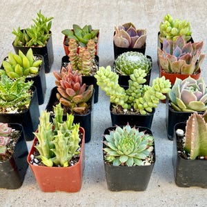 Pode incluir: Conjunto de 16 pequenas plantas suculentas em vasos de pl&aacute;stico preto e castanho. As suculentas s&atilde;o de v&aacute;rias cores e formas, incluindo verde, vermelho e roxo.