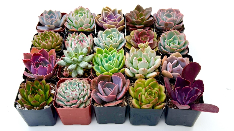 TheArtesianAlley Succulent Plants - Thumbnail 4