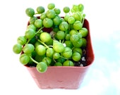 Potted String of Pearls- 2 Inch