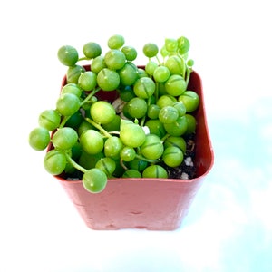 Small Unique Rare Potted Succulent Plant Potted String of Pearls- Two Inch Live Plants