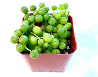 Small Unique Rare Potted Succulent Plant Potted String of Pearls- Two Inch Live Plants