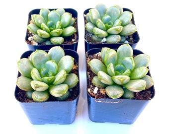 Rare Unique Potted Succulent Plant - 2 inch Potted Graptoveria Amethorum