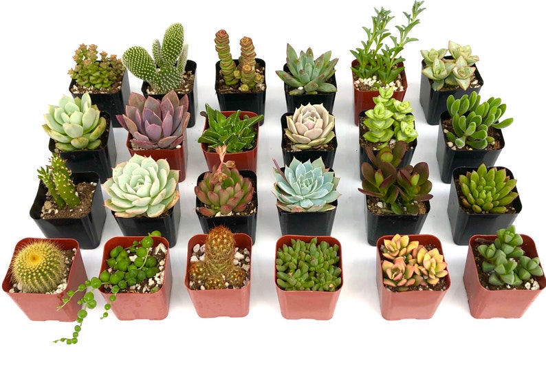 Pode incluir: Uma cole&ccedil;&atilde;o de 25 pequenas suculentas em vasos de v&aacute;rias cores e texturas, incluindo verde, rosa e marrom. As suculentas est&atilde;o dispostas em uma grade sobre um fundo branco.