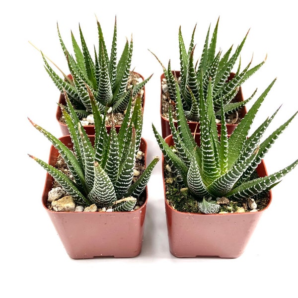 Planta suculenta única y rara en maceta: Haworthia en maceta de 2 pulgadas - Haworthia cebra