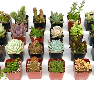 2 inch 8 potted succulents plant collection | housewarming decor plants | wedding favors potted plants | real succulent for crafts