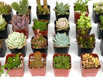 2 inch 8 potted succulents plant collection | housewarming decor plants | wedding favors potted plants | real succulent for crafts