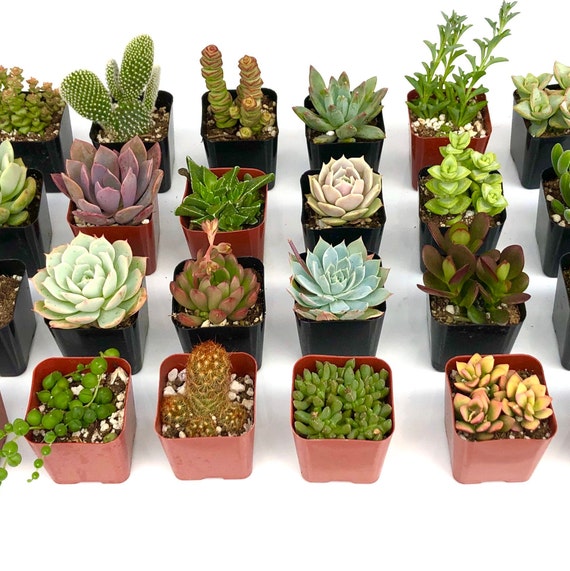 8 Potted Rooted Succulent Live Plant Collection 2 Inch Planter Wedding  Favor Decor - Etsy