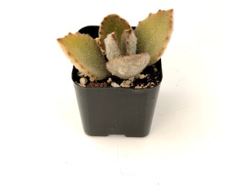 Two Inch Unique Rare Mini Outdoor Potted Kalanchoe Beharensis Fang