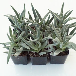 Potted Succulent Plant - 2 inch potted Crassula Mesembryanthemoidkes