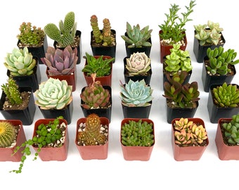 Premium Colorful Succulent Plants Collection | 24 Potted Succulent Plants - 2 Inch Potted Live  Succulent Plants