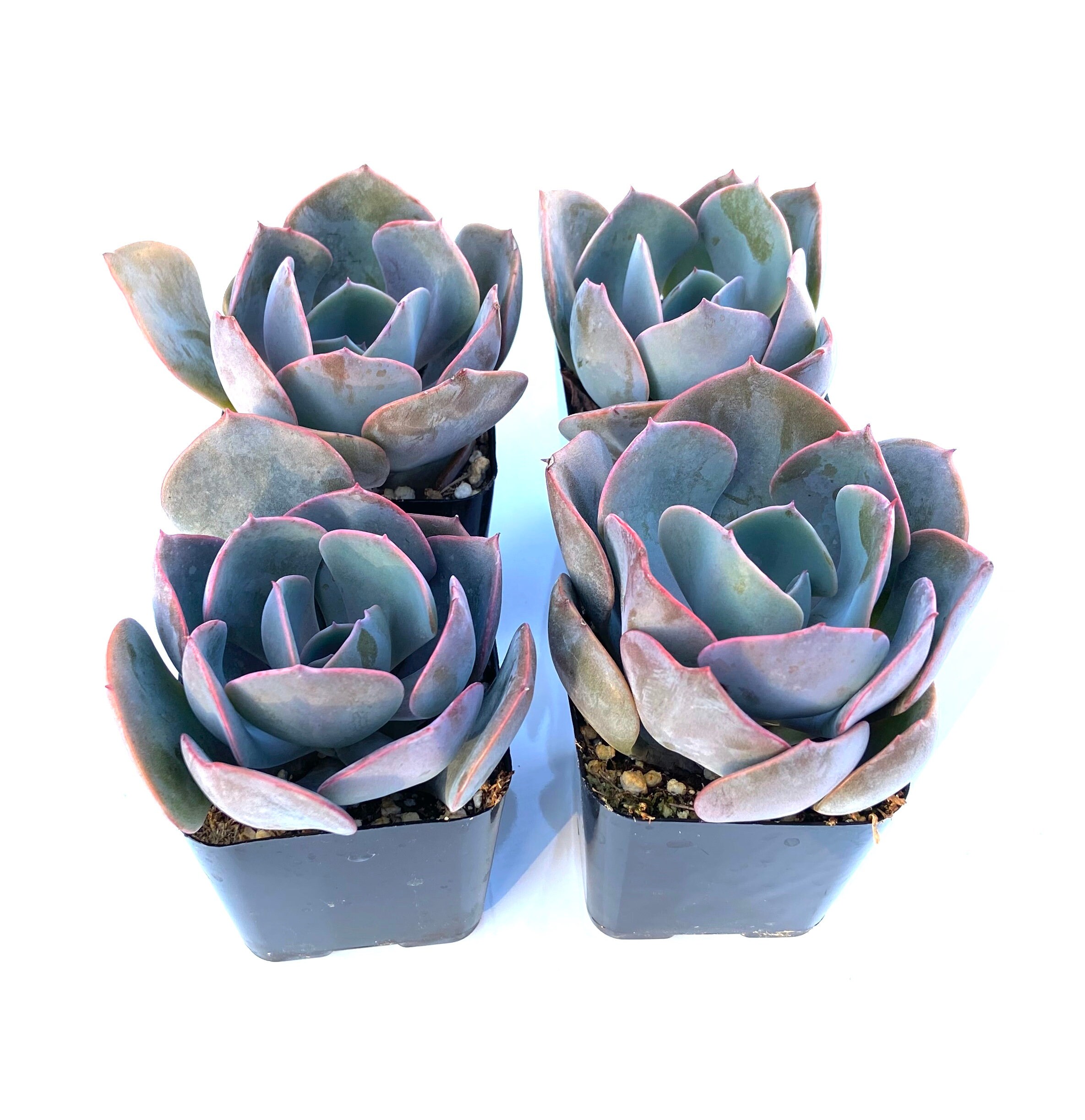 Potted Succulent Plant - 2 inch Potted Dusty Rose Echeveria