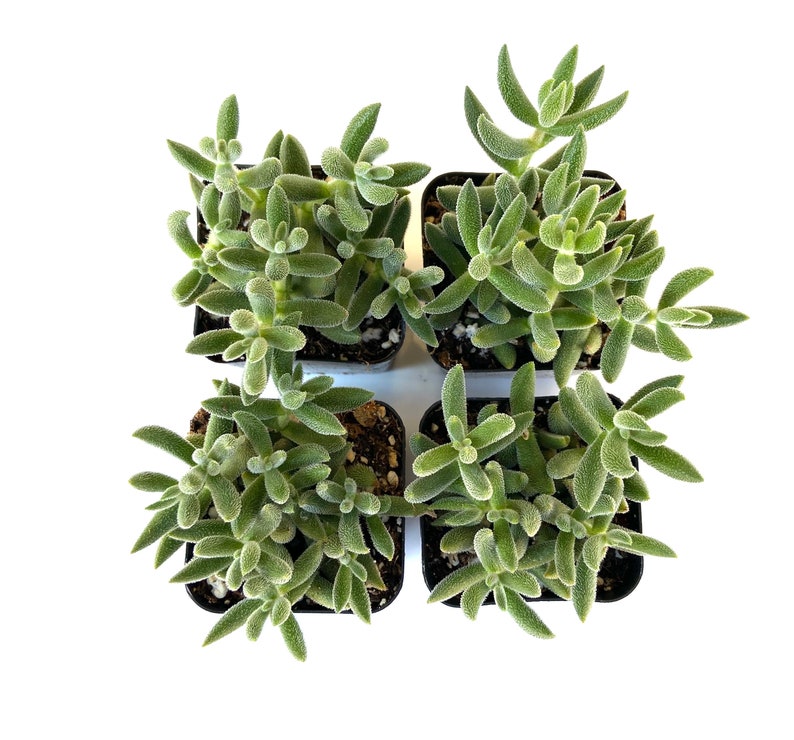 inch plant succulent