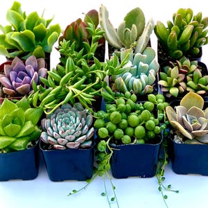 Value-Pack Succulent Plant Collection – 2-Inch Pots, Assorted Live Succulents for Terrariums, wholesale plants, cacti plants, and Home Decor