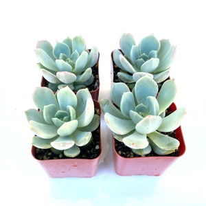 Rare Unique Hardy Potted Succulent Plant - 2 inch Potted Echeveria Moonglow