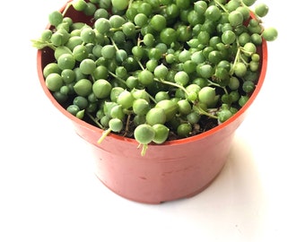 Potted plant  4 inch String of Pearls