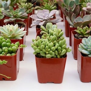 12-Pack Succulent Plant Collection Variety of Shapes & Colors for Home Garden, and Gifts Handpicked Healthy Fast Shipping image 4