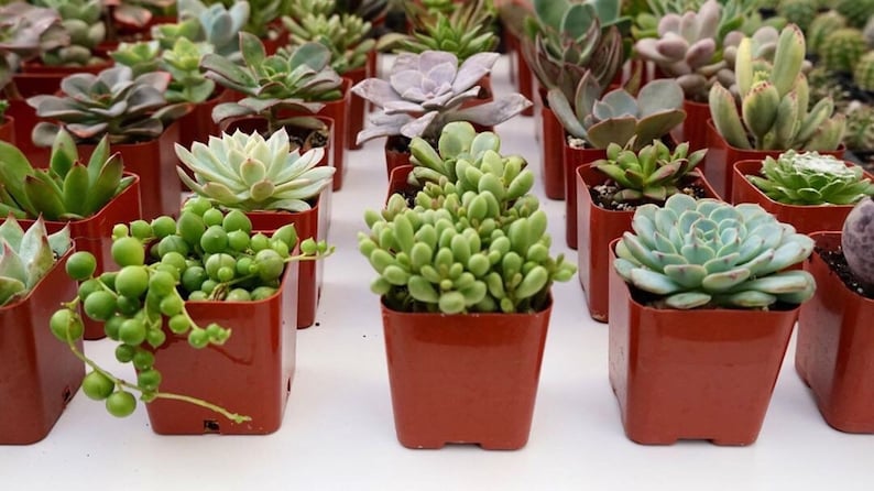 Puede incluir: Una colecci&oacute;n de peque&ntilde;as suculentas en macetas de terracota. Las suculentas son de diferentes formas, tama&ntilde;os y colores, incluyendo verde, verde azulado y blanco.