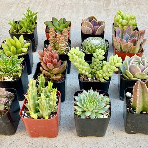 Puede incluir: Surtido de 16 peque&ntilde;as plantas suculentas en macetas de pl&aacute;stico negro y marr&oacute;n. Las suculentas son de varios colores y formas, incluyendo verde, rojo y morado.