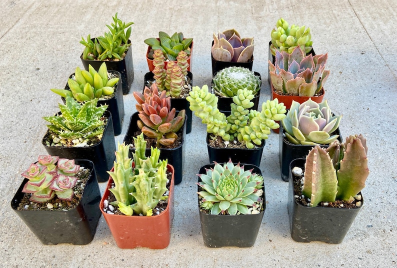 Puede incluir: Surtido de 16 peque&ntilde;as plantas suculentas en macetas de pl&aacute;stico negro y marr&oacute;n. Las suculentas son de varios colores y formas, incluyendo verde, rojo y morado.
