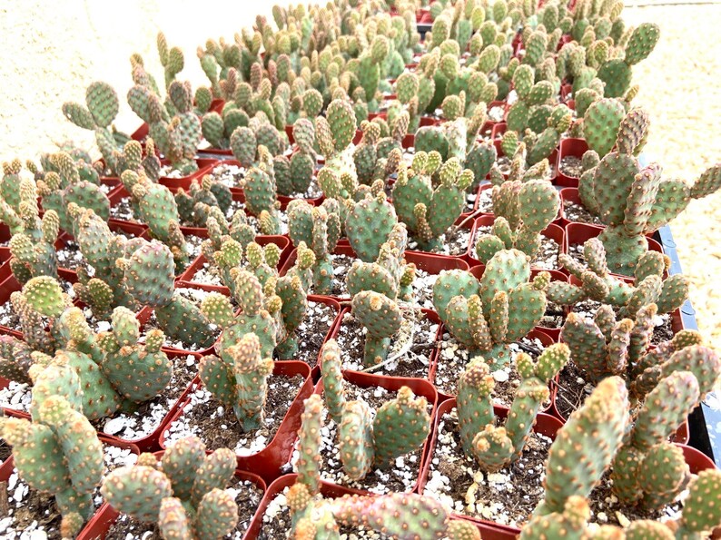 Potted Cactus Plant Opuntia rufida Desert Gem 2 inch Etsy