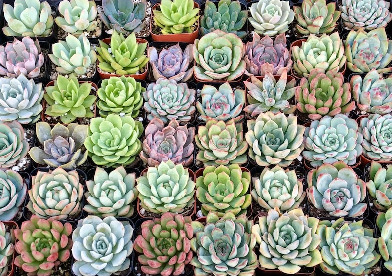 TheArtesianAlley Succulent Plants - Thumbnail 2