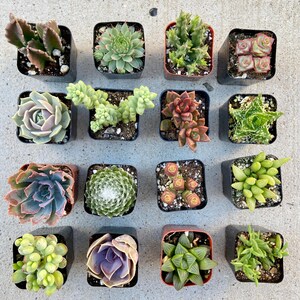 May include: Assortment of 16 small succulent plants in black plastic pots. The succulents are a variety of shapes, sizes, and colors, including green, brown, red, and purple.