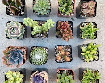 12 Potted Succulent Live Plants Low Maintenance Live California Grown Easy to Care