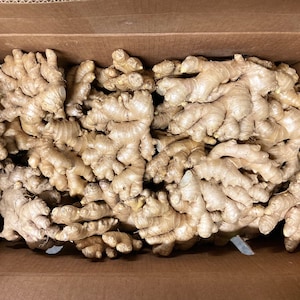 Fresh Ginger Root Organic USDA Certified - Jengibre Organico - Planting