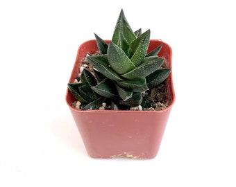 Rare Plant Unique Small Potted Succulent Plant - 2 inch Potted Haworthia Resendeana