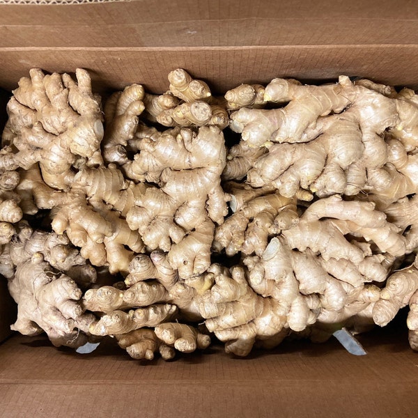 Fresh Ginger Root Organic USDA Certified - Jengibre Organico Natural Fresco